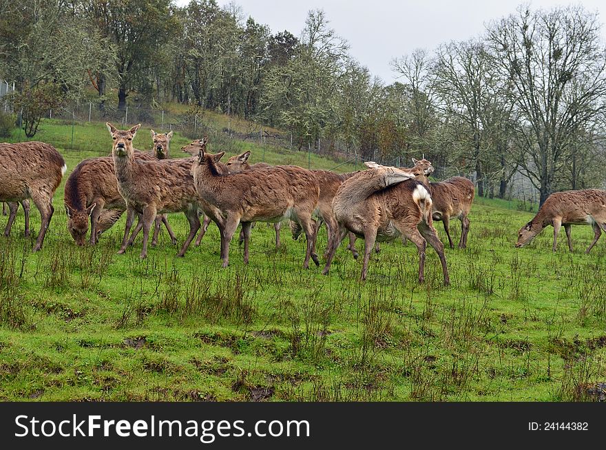 Herd of Sitka Black-Tailed Deer. Herd of Sitka Black-Tailed Deer