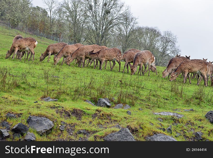 Herd of Deer grazing