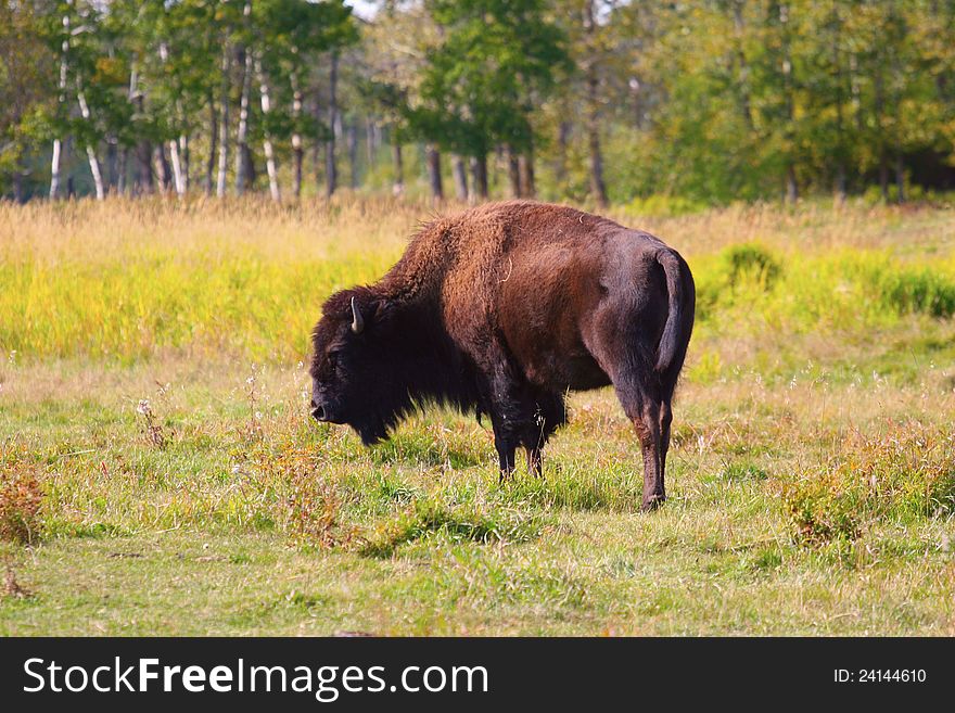 ｂｉｓｏｎ