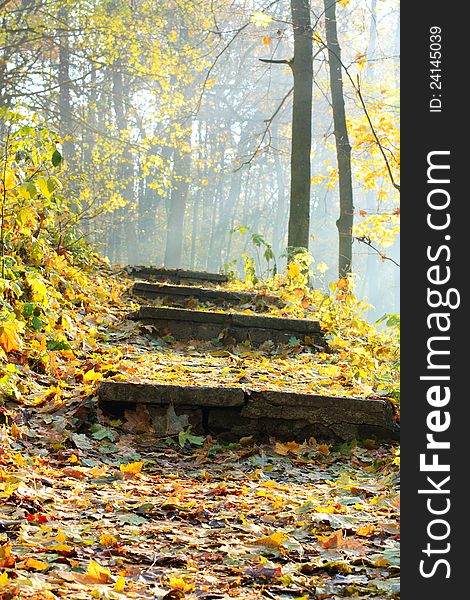 Sunlight On The Stairway Under The Leaves