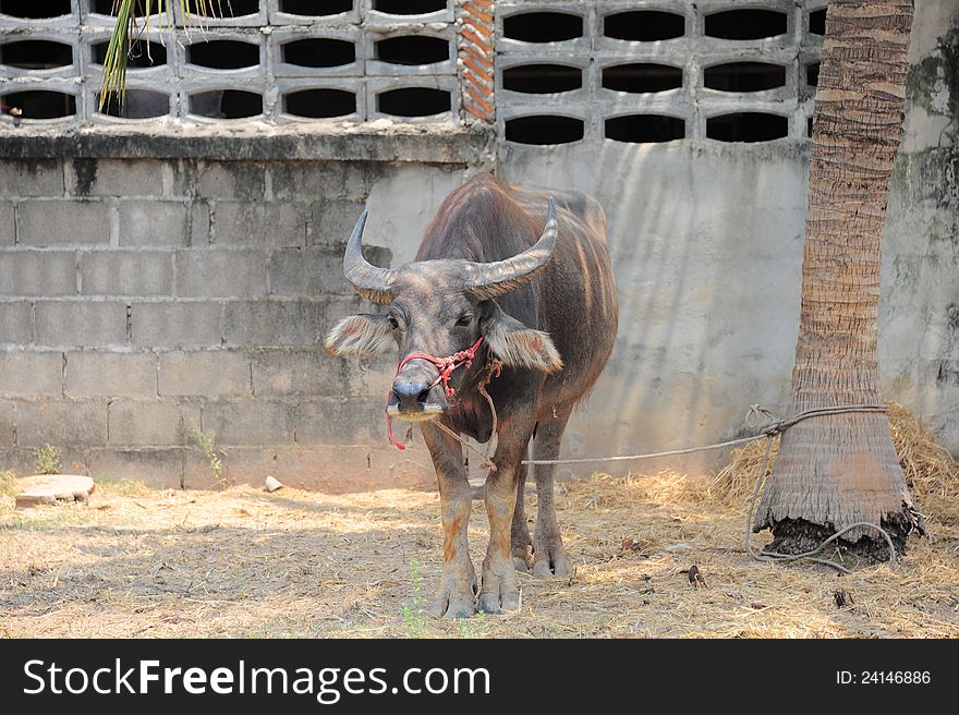 Buffalo in Thai farmer's house yard area. Buffalo in Thai farmer's house yard area