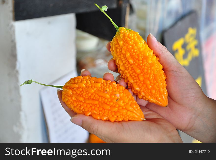 Sweet ripe bitter gourd in hands