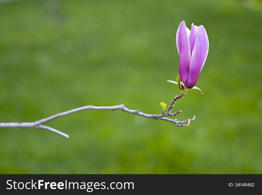 Spring Pink Magnolia Flower