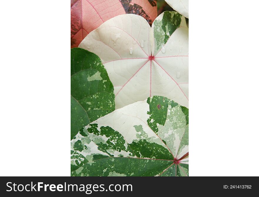 hibiscus tree leaves of the varigata type look very beautiful for wallpaper. hibiscus tree leaves of the varigata type look very beautiful for wallpaper