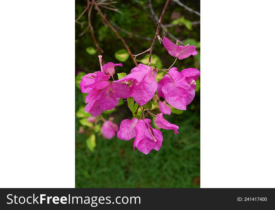 Contrasting Purple Bougainvillea Flowers