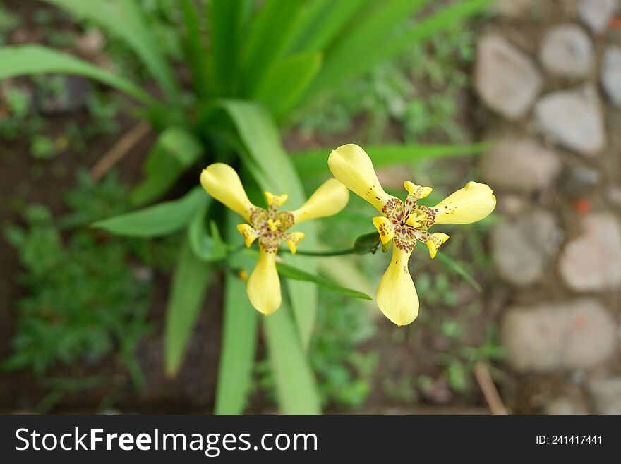 Yellow Flowers With Blurred Background And Looks Beautiful