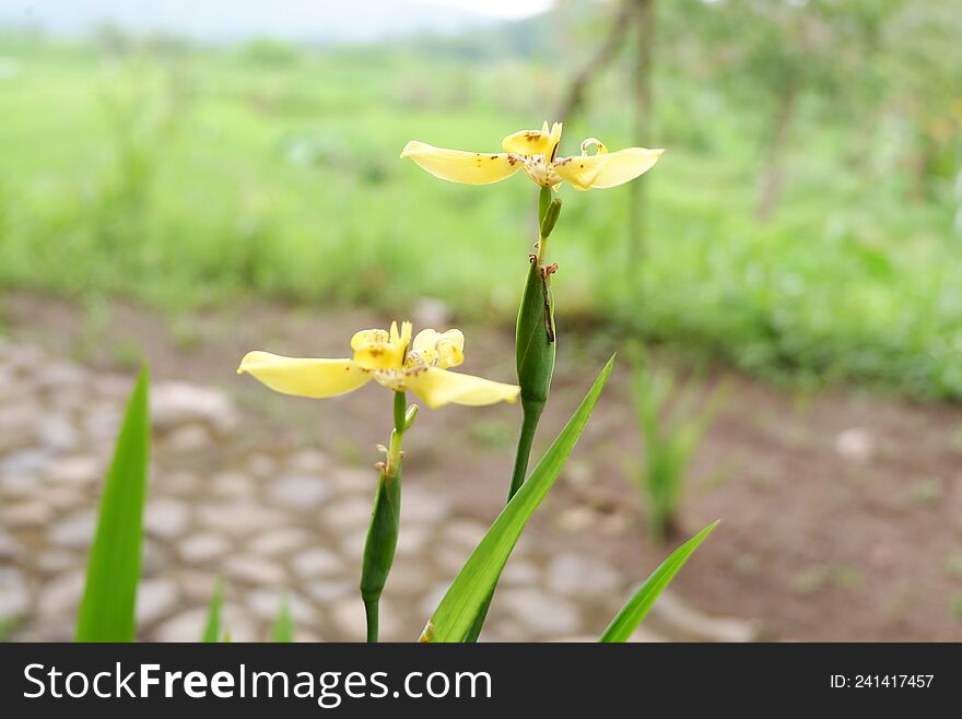 yellow flowers with blurred background and looks beautiful