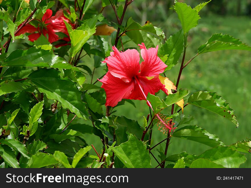 The red flowers are a great contrast between the green leaves. Usually this flower grows in the tropics. The red flowers are a great contrast between the green leaves. Usually this flower grows in the tropics.