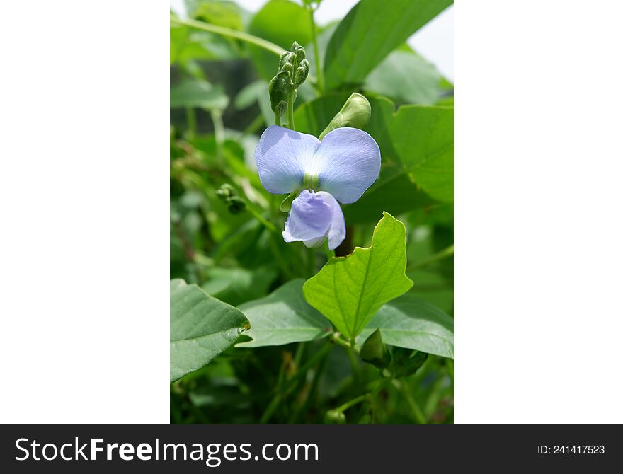 purple long bean flowers that thrive in the fields, the leaves are green.