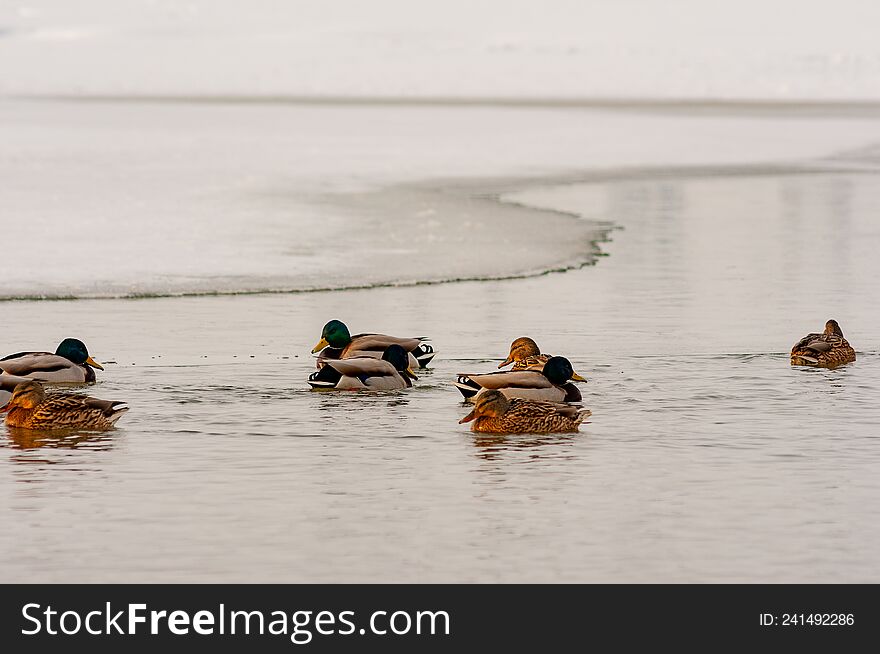 A flock of ducks swimming in an ice hole on a winter day! shot with a Nikon D300S camera!. A flock of ducks swimming in an ice hole on a winter day! shot with a Nikon D300S camera!