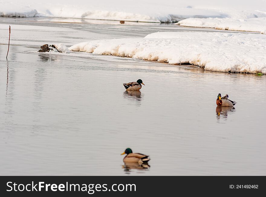 A flock of ducks swimming in an ice hole on a winter day! shot with a Nikon D300S camera!. A flock of ducks swimming in an ice hole on a winter day! shot with a Nikon D300S camera!