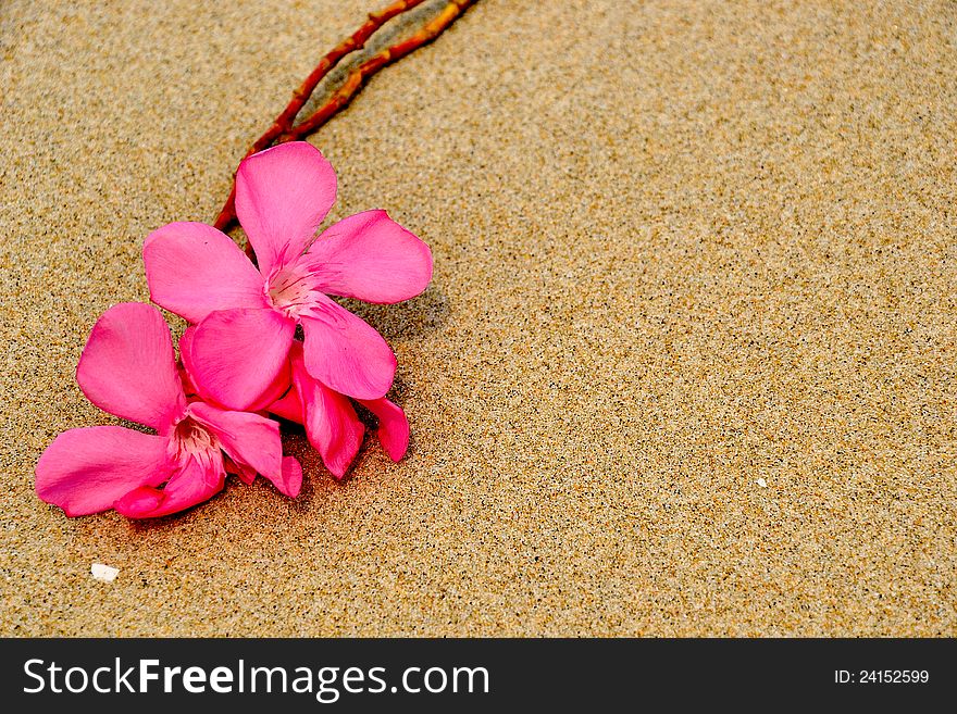 Pink flower on sand texture