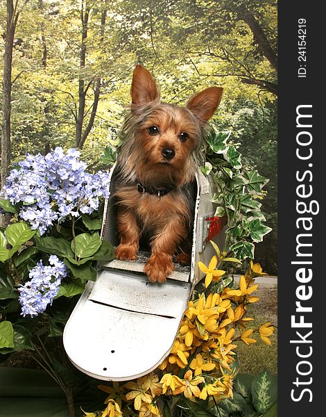 A yorkshire terrier dog poses in an open mailbox in a woodland floral garden. A yorkshire terrier dog poses in an open mailbox in a woodland floral garden