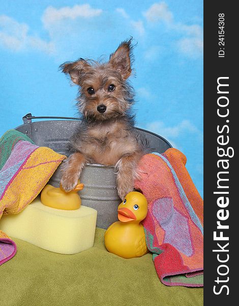 A yorkshire terrier puppy sits in a bath tub with rubber ducks. A yorkshire terrier puppy sits in a bath tub with rubber ducks