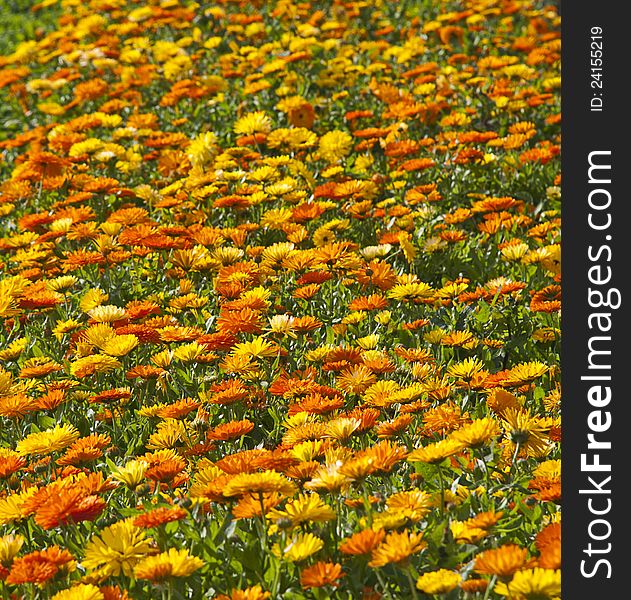 Many yellow and orange flowers in summer day