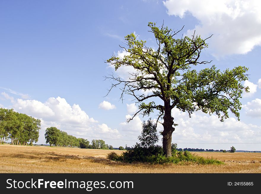 Background Of Oak Tree In Riped Agricultural Field