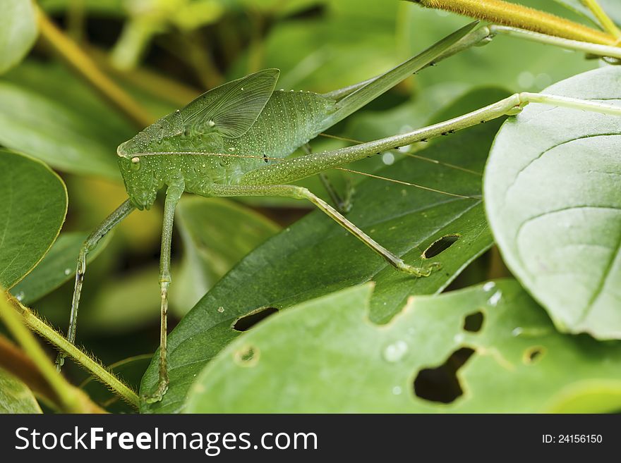 Grasshopper In Green Nature