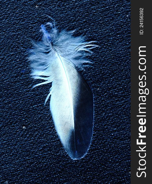 Black and white feather black canvas background. Black and white feather black canvas background.