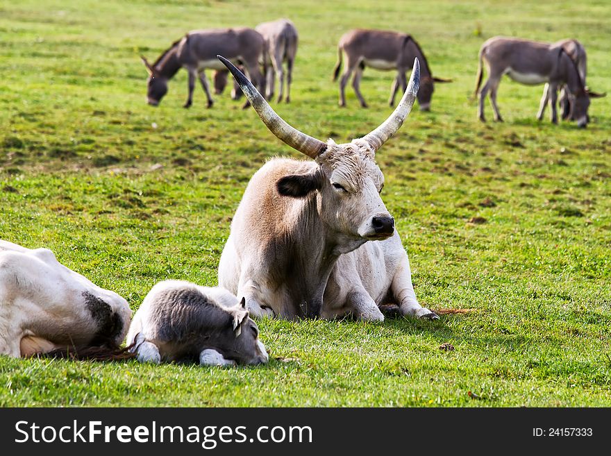 Beautiful Hungarian grey bulls in the field. Beautiful Hungarian grey bulls in the field