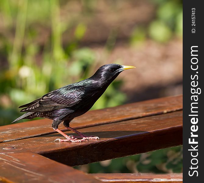 Beautiful starling very into something