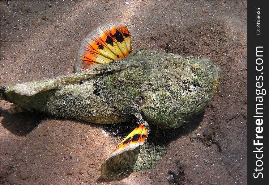 Fish-stone is one of the most poisonous and ugly inhabitants of the Red Sea. Fish-stone is one of the most poisonous and ugly inhabitants of the Red Sea