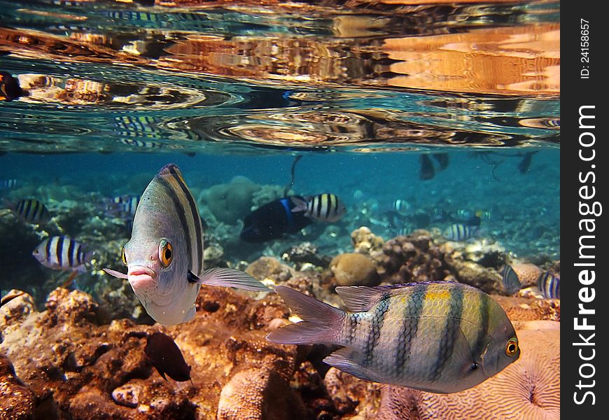 Fish living in the coral of the Red Sea. Fish living in the coral of the Red Sea