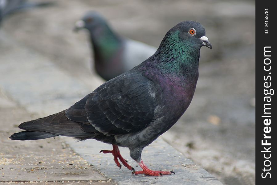 Rock-doves on municipal streets