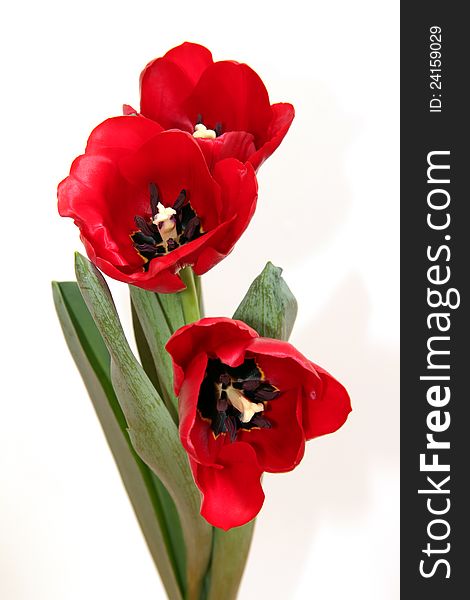 Delicate bouquet of fragrant flowers in red. Delicate bouquet of fragrant flowers in red