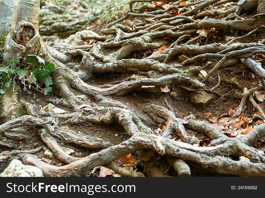 The roots of the trees are located on the ground. The roots of the trees are located on the ground