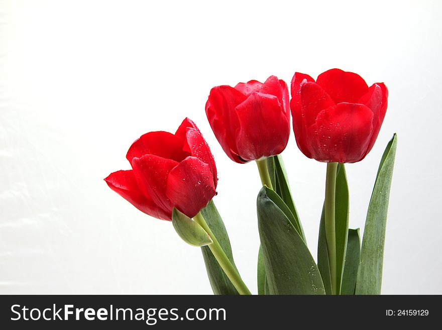 Delicate bouquet of fragrant flowers the family of tulip. Delicate bouquet of fragrant flowers the family of tulip