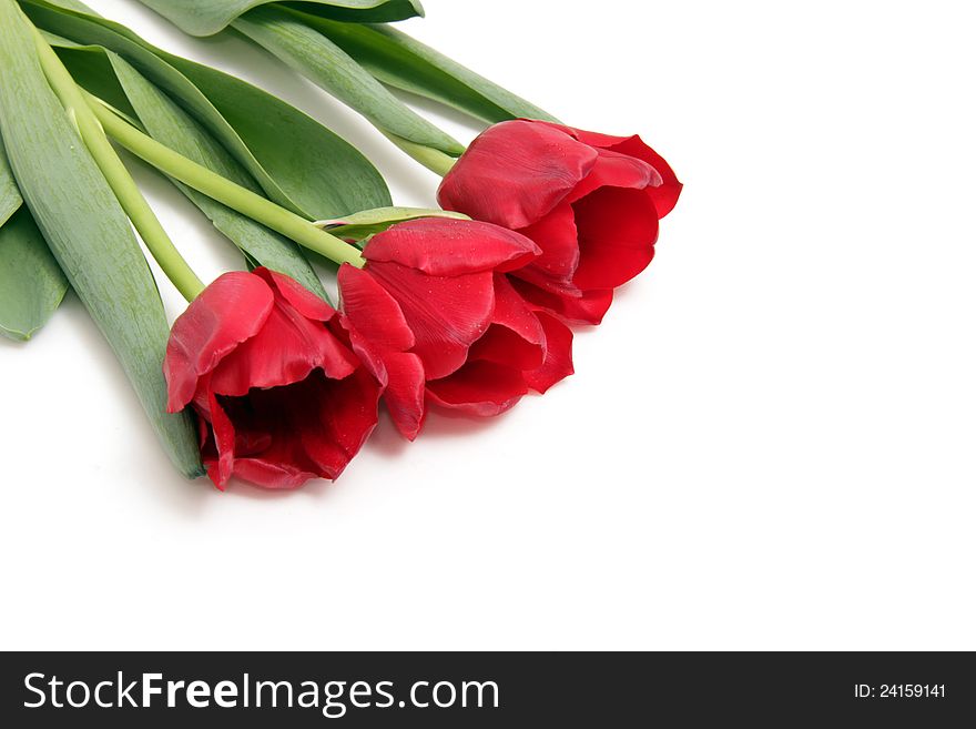 Bouquet from three red tulips fresh tender. Bouquet from three red tulips fresh tender