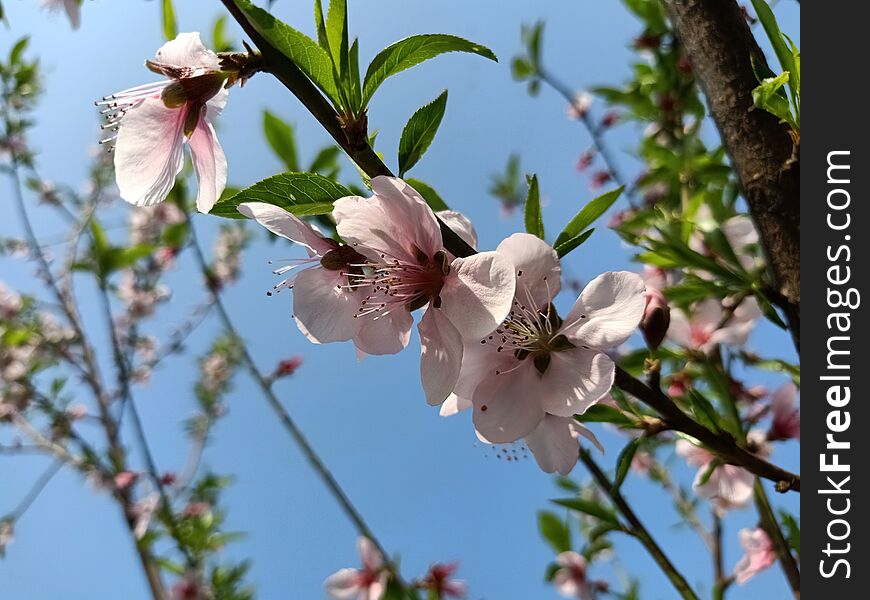 Peach Tree With Pink Flowers. Blossom Or Bloom Concept.