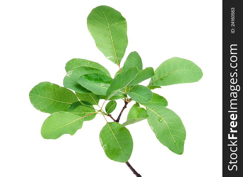 Branch of green leaves on white background. Branch of green leaves on white background