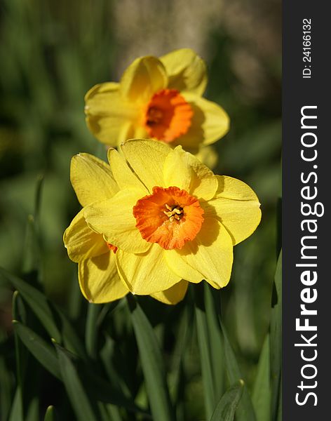 Orange and yellow daffodil in full bloom. Orange and yellow daffodil in full bloom