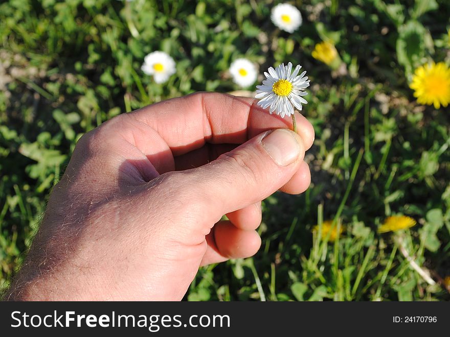 Man hand picks a daisy from a prairie