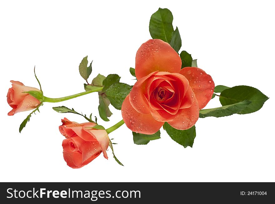 Three beautiful golden roses on white isolated background. Three beautiful golden roses on white isolated background