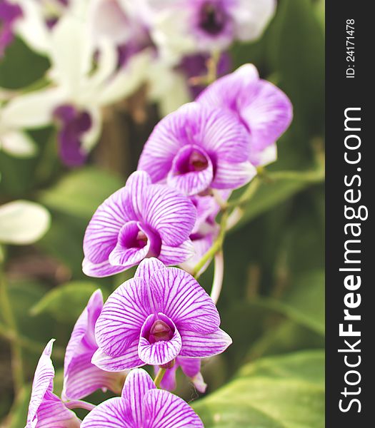 Row of purple orchids in garden