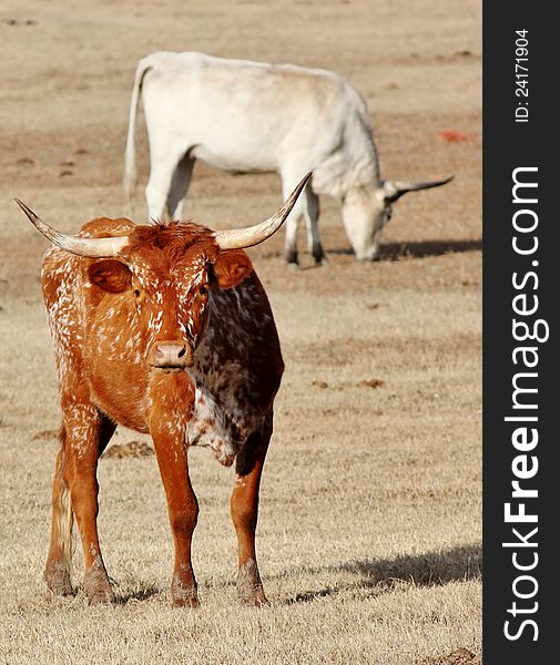 A cow gazes at the camera with fascination while another grazes with indifference in the background. A cow gazes at the camera with fascination while another grazes with indifference in the background