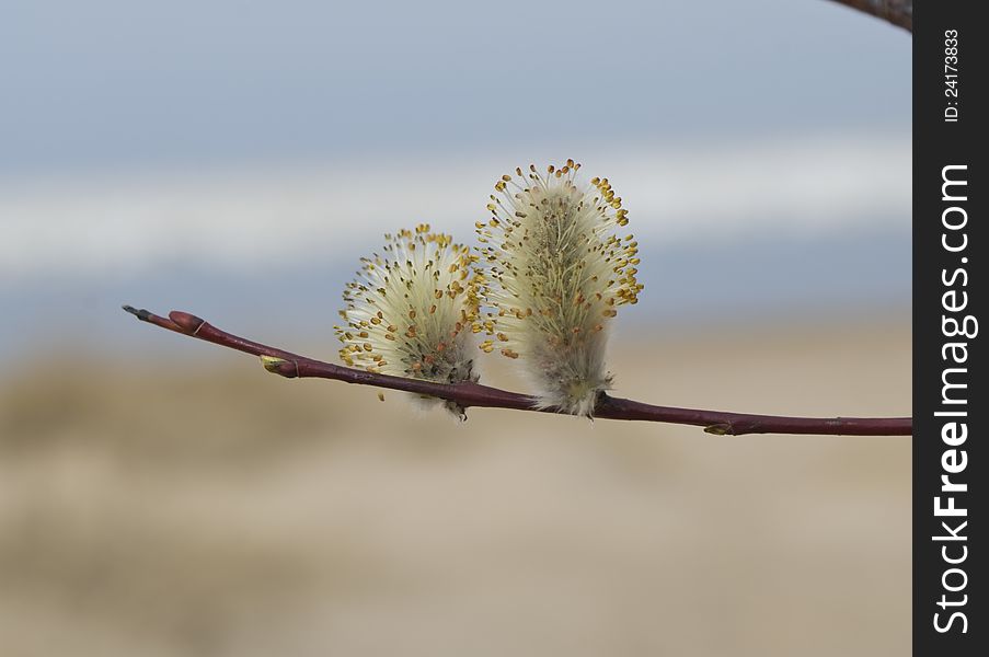 Blossoming Willow Against Sand And Water