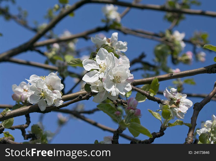 Pink and white flowers of blossoming apple-tree in spring. Pink and white flowers of blossoming apple-tree in spring