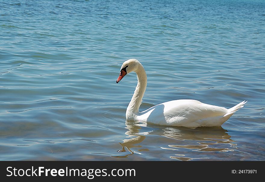 White hooping swan swimming in blue sea water