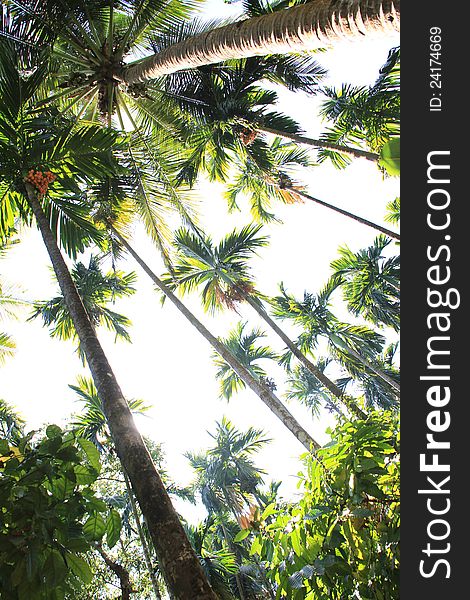 Coconut palm trees and sky with the sun taken from above