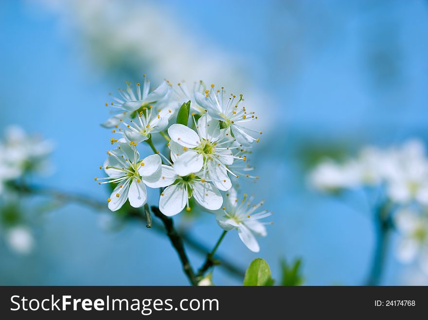Beautiful blooming blackthorn branch in the spring. Beautiful blooming blackthorn branch in the spring