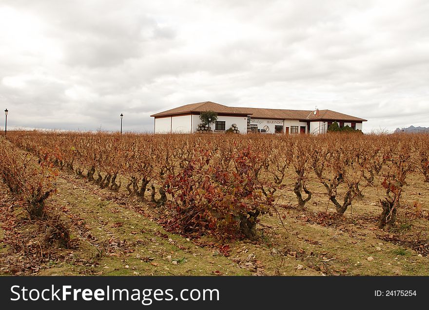 Beautiful winter vineyard in Spain