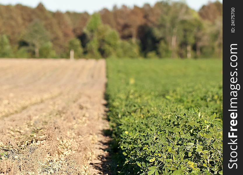 Rows of peanut crops