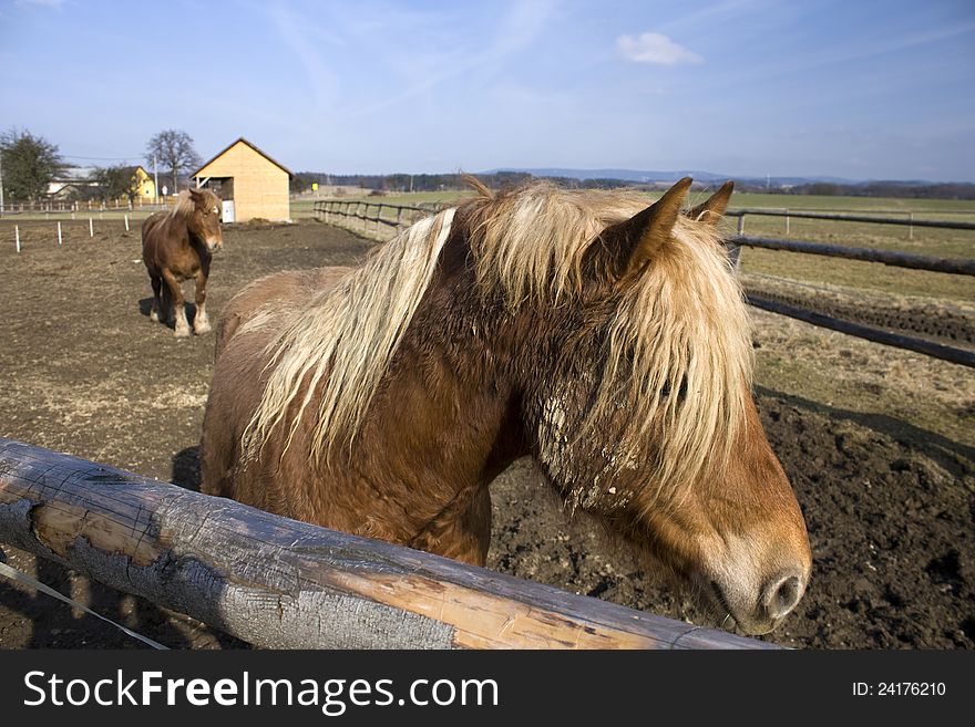 Two brown horses with fair mane in the corral in Czech countryside. Two brown horses with fair mane in the corral in Czech countryside