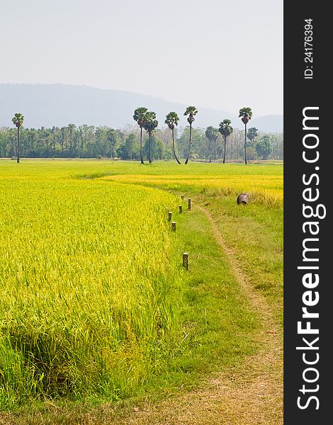 Paddy land with landmark stone and toddy palm tree