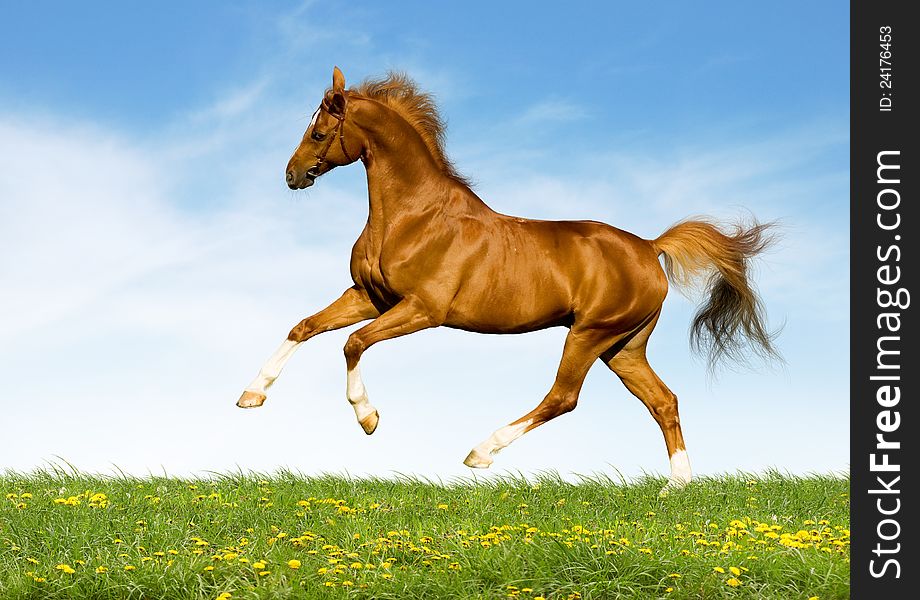 Chestnut horse gallops in field in summer.