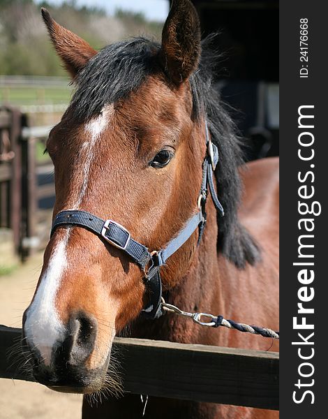 A brown horse's head in the stable yard. A brown horse's head in the stable yard