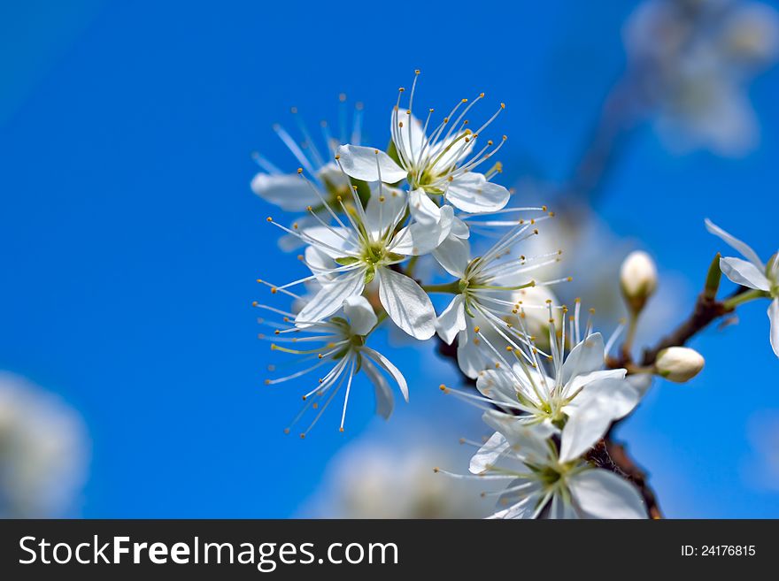 Blooming blackthorn tree